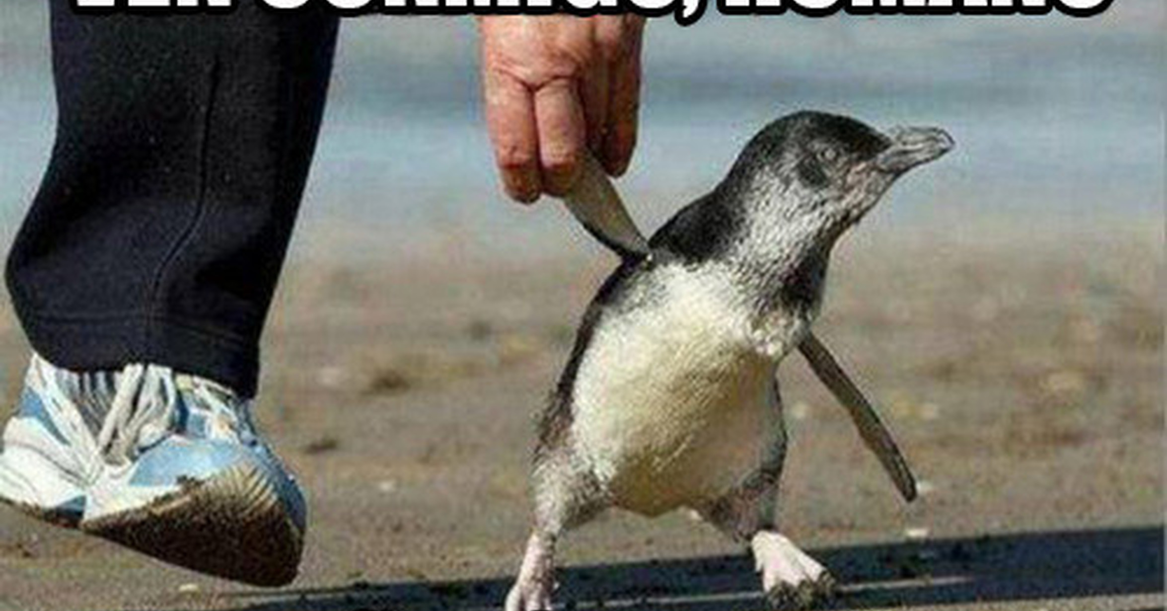 Вибратор Пингвин В Деле