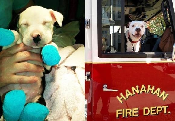 Un cachorro rescatado de un incendio se convierte en bombero honorario bombero,perro,pit bull,quemaduras,rescatado,rescate,salvar