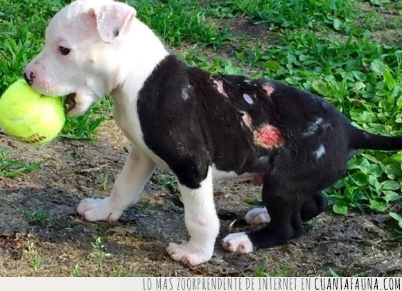 Un cachorro rescatado de un incendio se convierte en bombero honorario bombero,perro,pit bull,quemaduras,rescatado,rescate,salvar