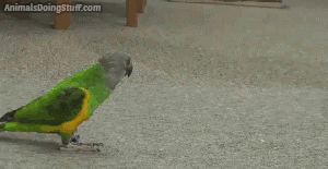 10 razones por la que los loros son mascotas maravillosas aves,carolina,cotorra,guacamayo,loros,ninfa,periquito,yaco