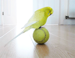 10 razones por la que los loros son mascotas maravillosas aves,carolina,cotorra,guacamayo,loros,ninfa,periquito,yaco