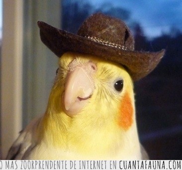 10 razones por la que los loros son mascotas maravillosas aves,carolina,cotorra,guacamayo,loros,ninfa,periquito,yaco