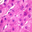hepatocito