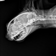 veterinariocabreado
