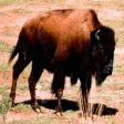 bisonte13
