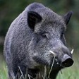 wildboar