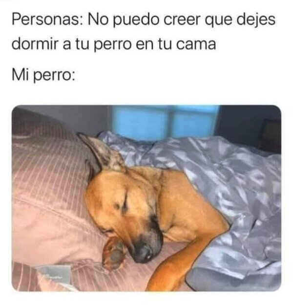 Meme_otros - Es él el que me deja dormir juntos