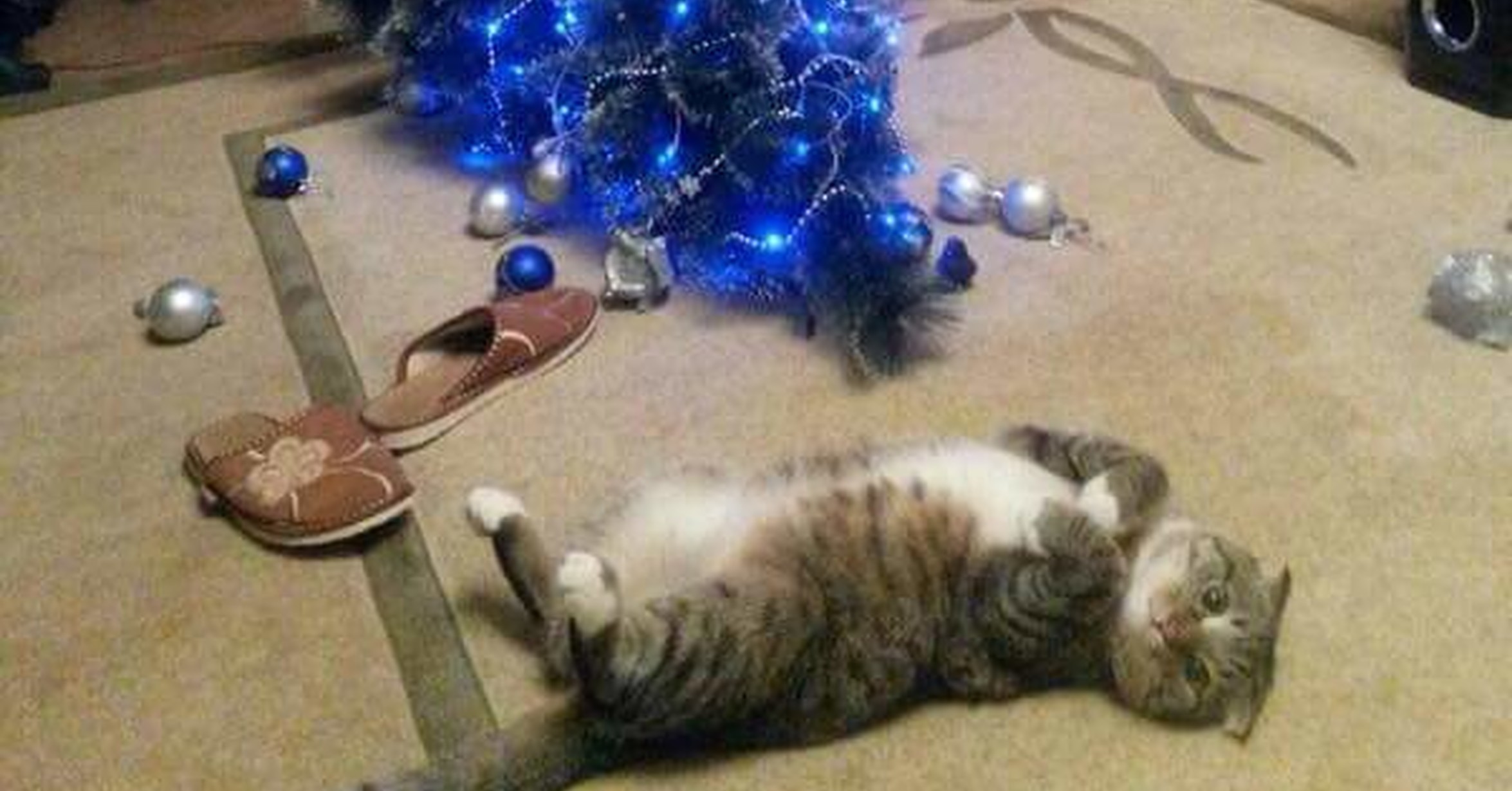 Миссия - киска