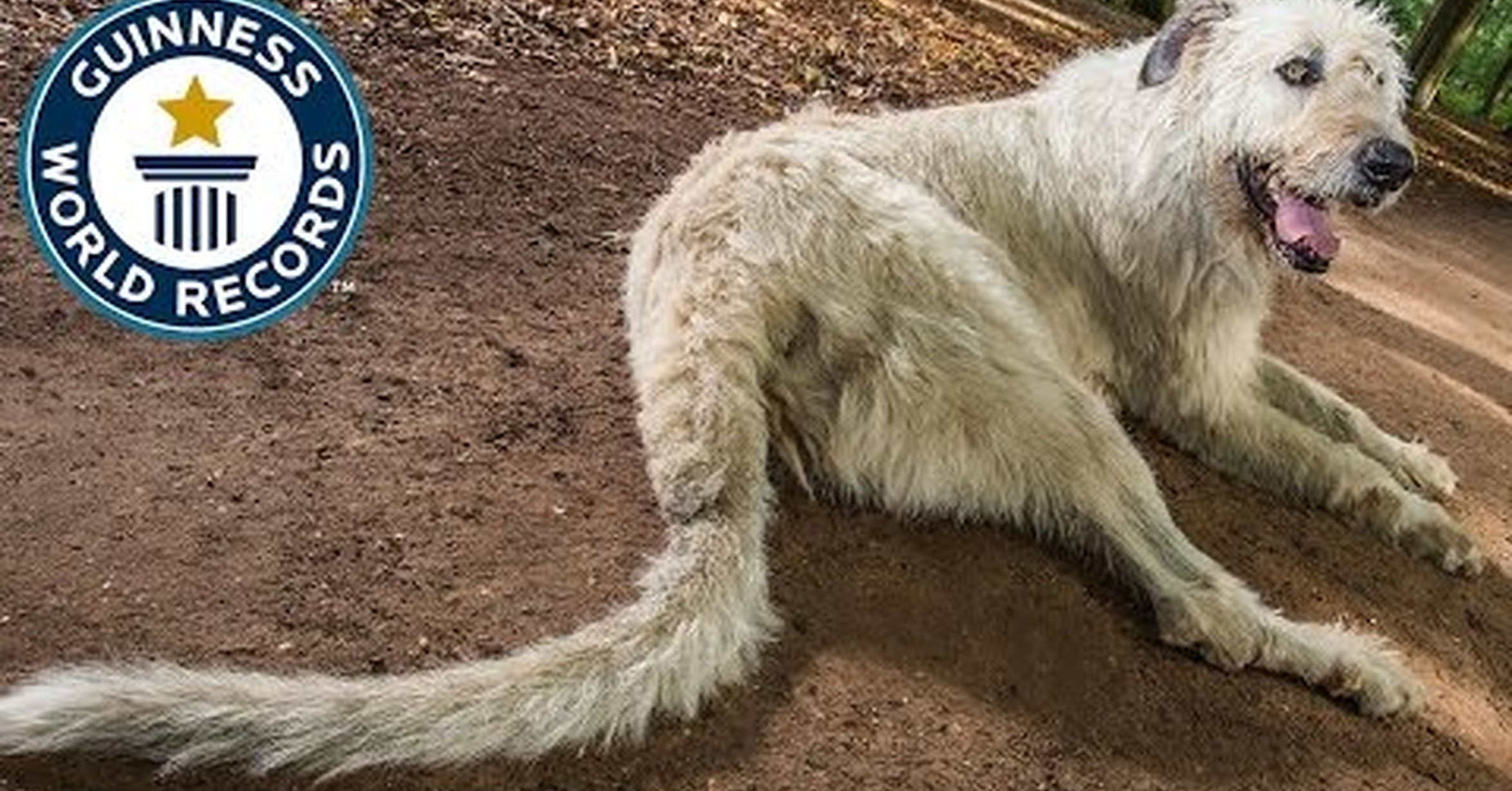 Бык рекордсмен. Самый длинный собачий язык. Интересные рекорды. Дог собака рекорд гиннесса. Презентация про большую панду.