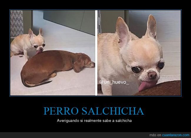 perro salchicha,perros,sabor,salchicha
