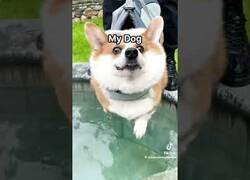 Enlace a El perro de mi amigo vs mi perro