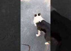 Enlace a La diferencia entre un husky y un border collie