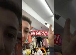 Enlace a Cuando te encuentras una gato supervisando el bazar