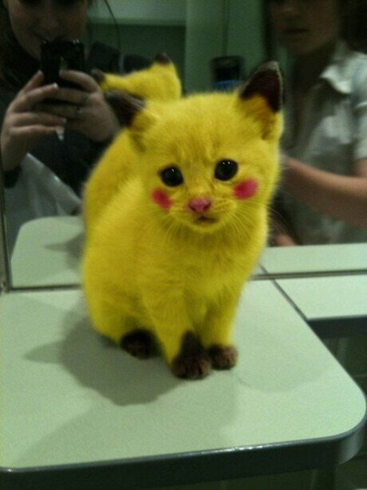 POKEMON - Ha hecho mucho daño (sobre todo a este gato)