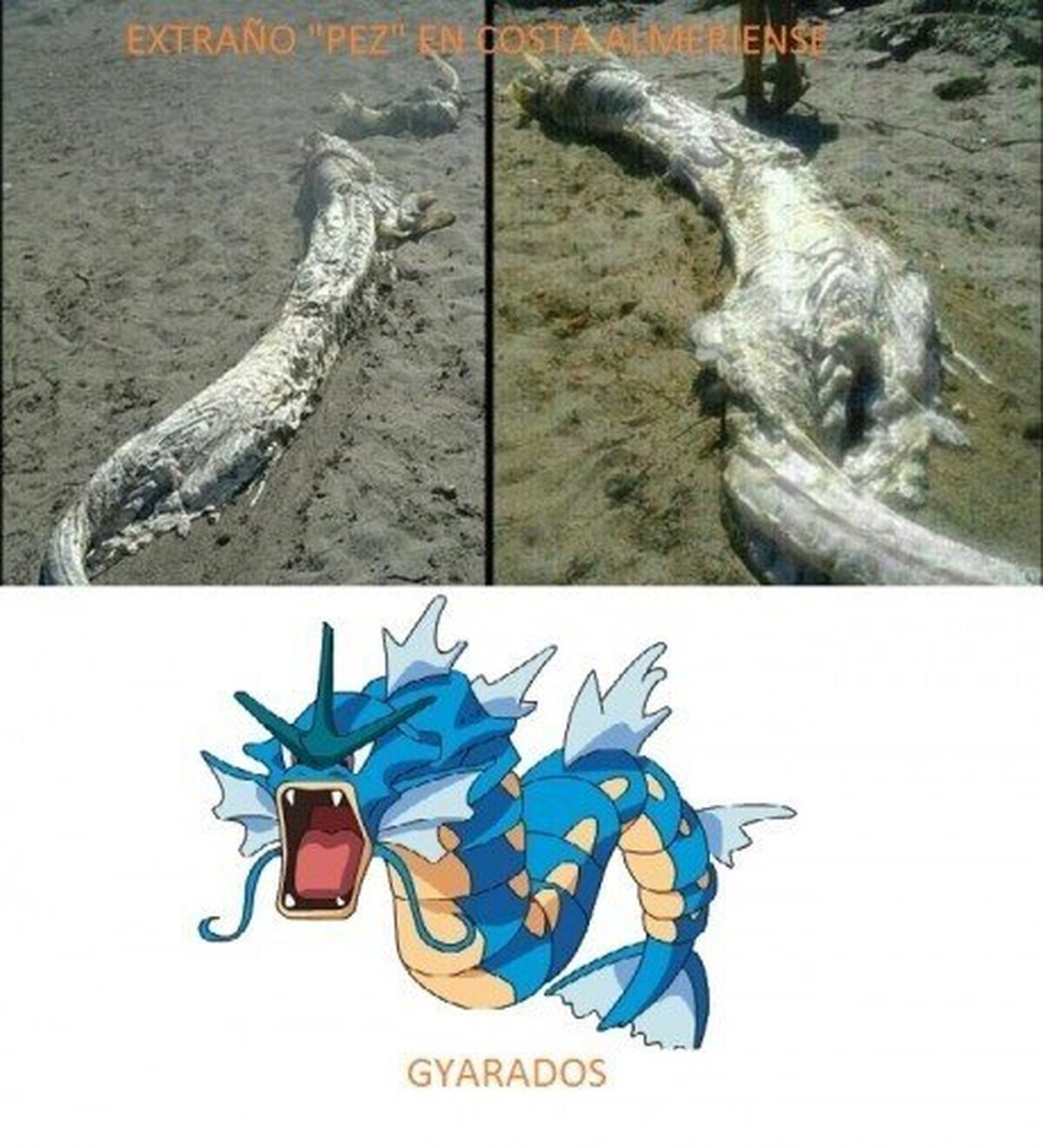 GYARADOS - Porque no hay pokémon sólo en Japón
