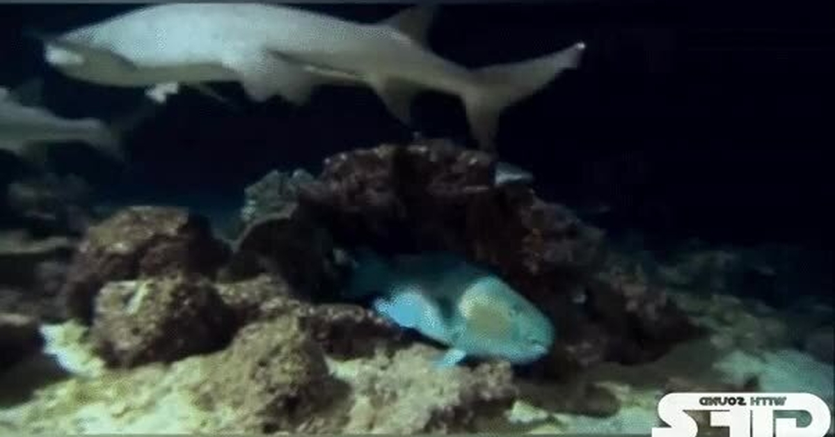 GIF: Assassin's Fish
