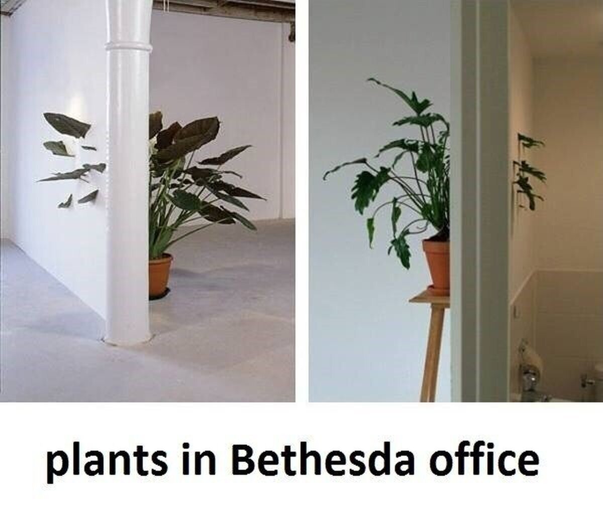 Así son las plantas de las oficinas de Bethesda