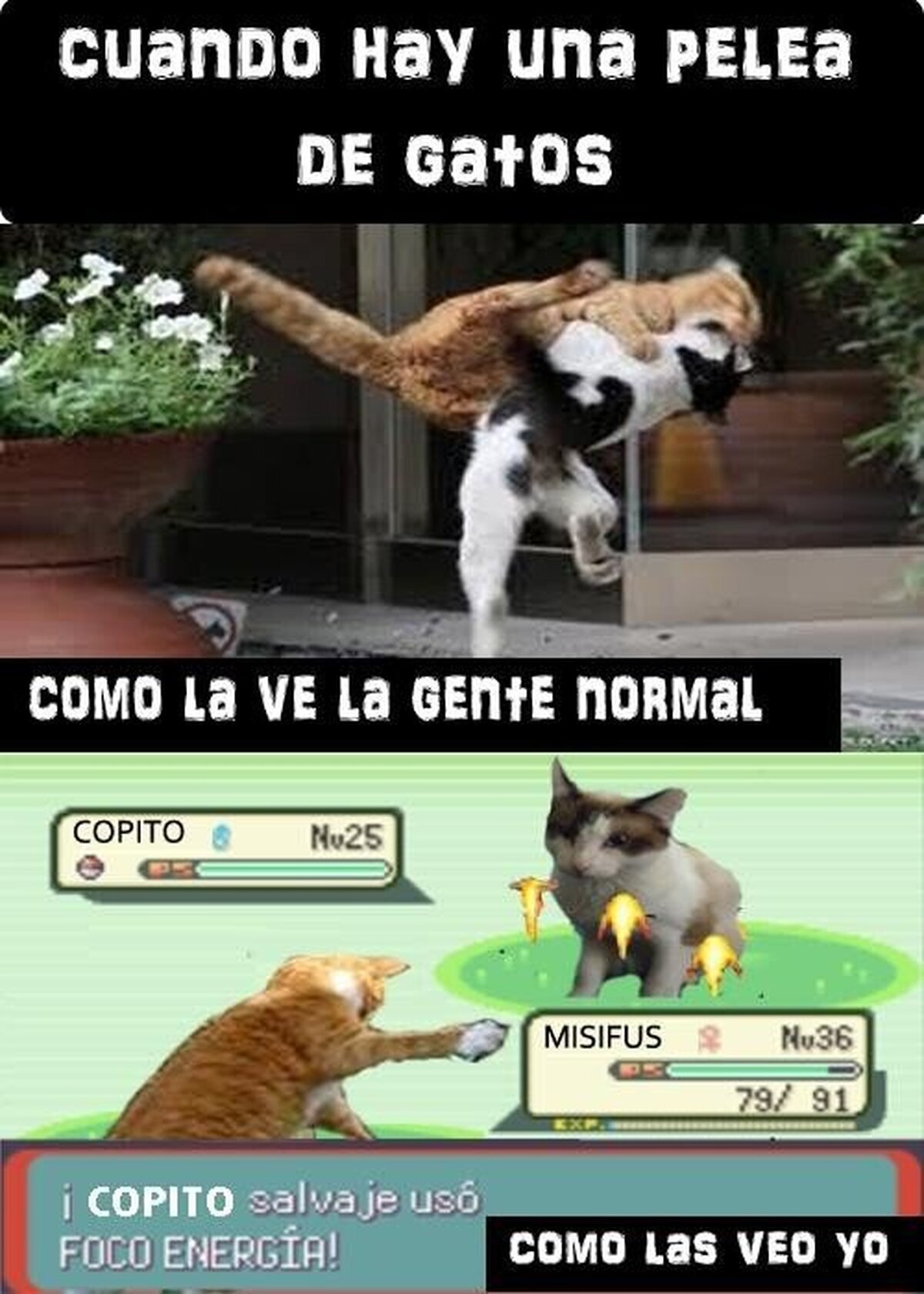 Pelea de Gatos