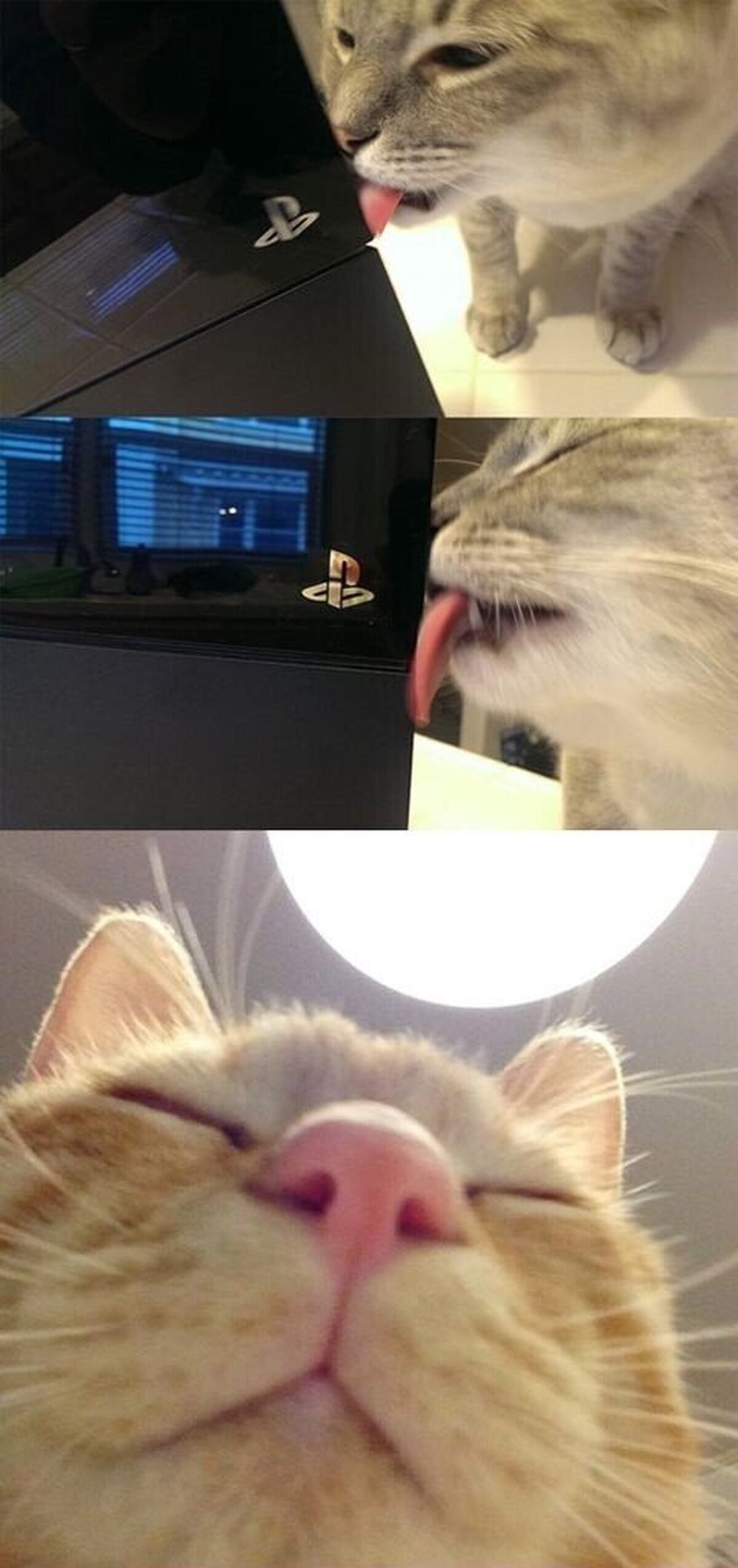Todo gamer respetable tiene un gato como éste