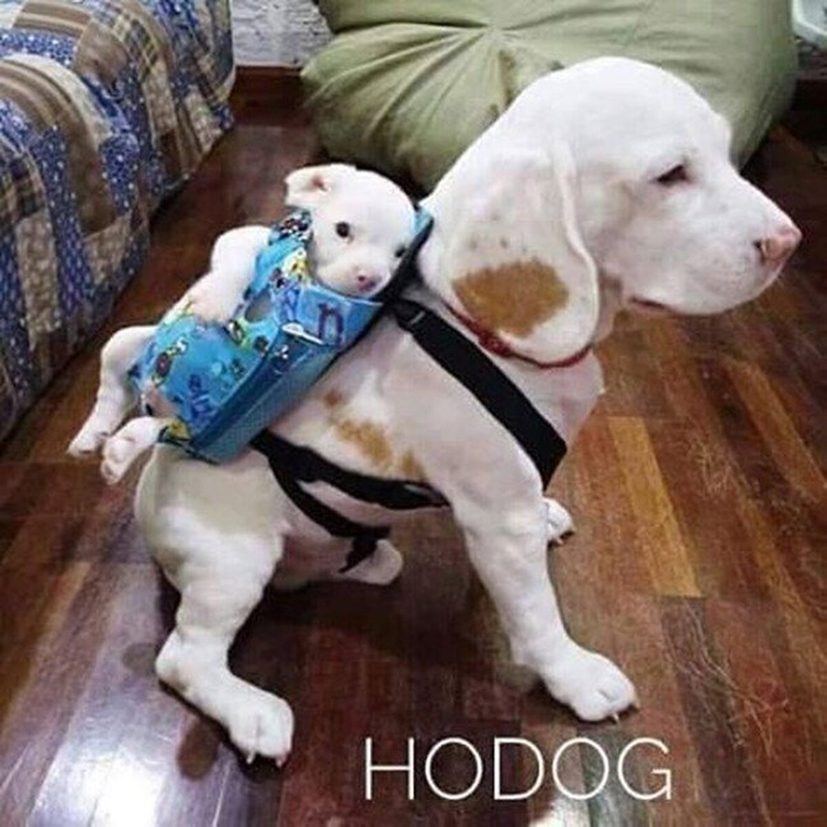 Hold the dog