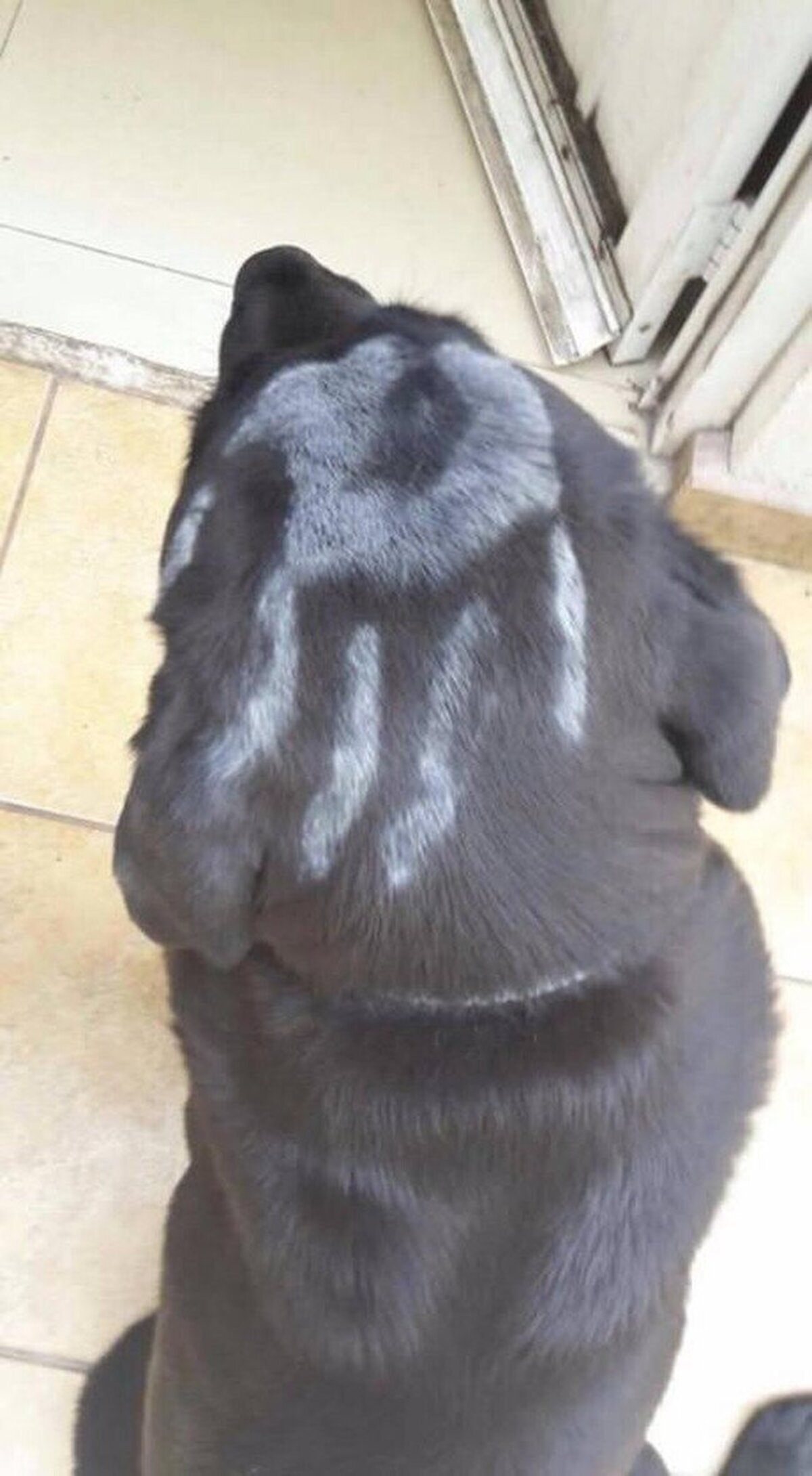 Cuando vuelves a casa y descubres que tu perro es uno de los sirvientes de Sauron