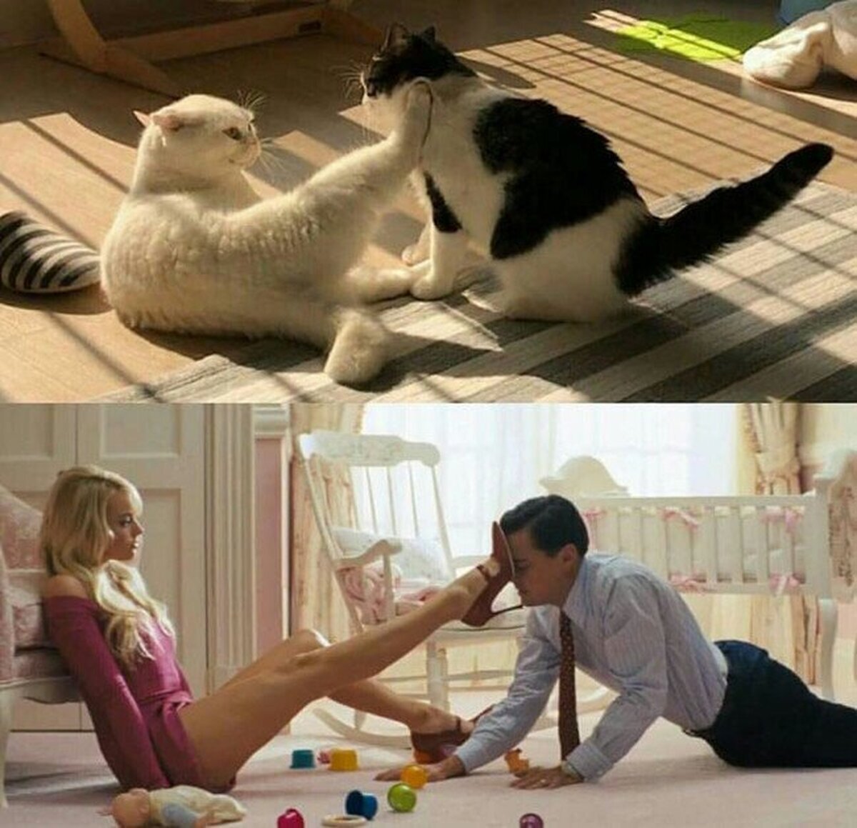 Gatos recreando la mejor escena de El lobo de Wall Street