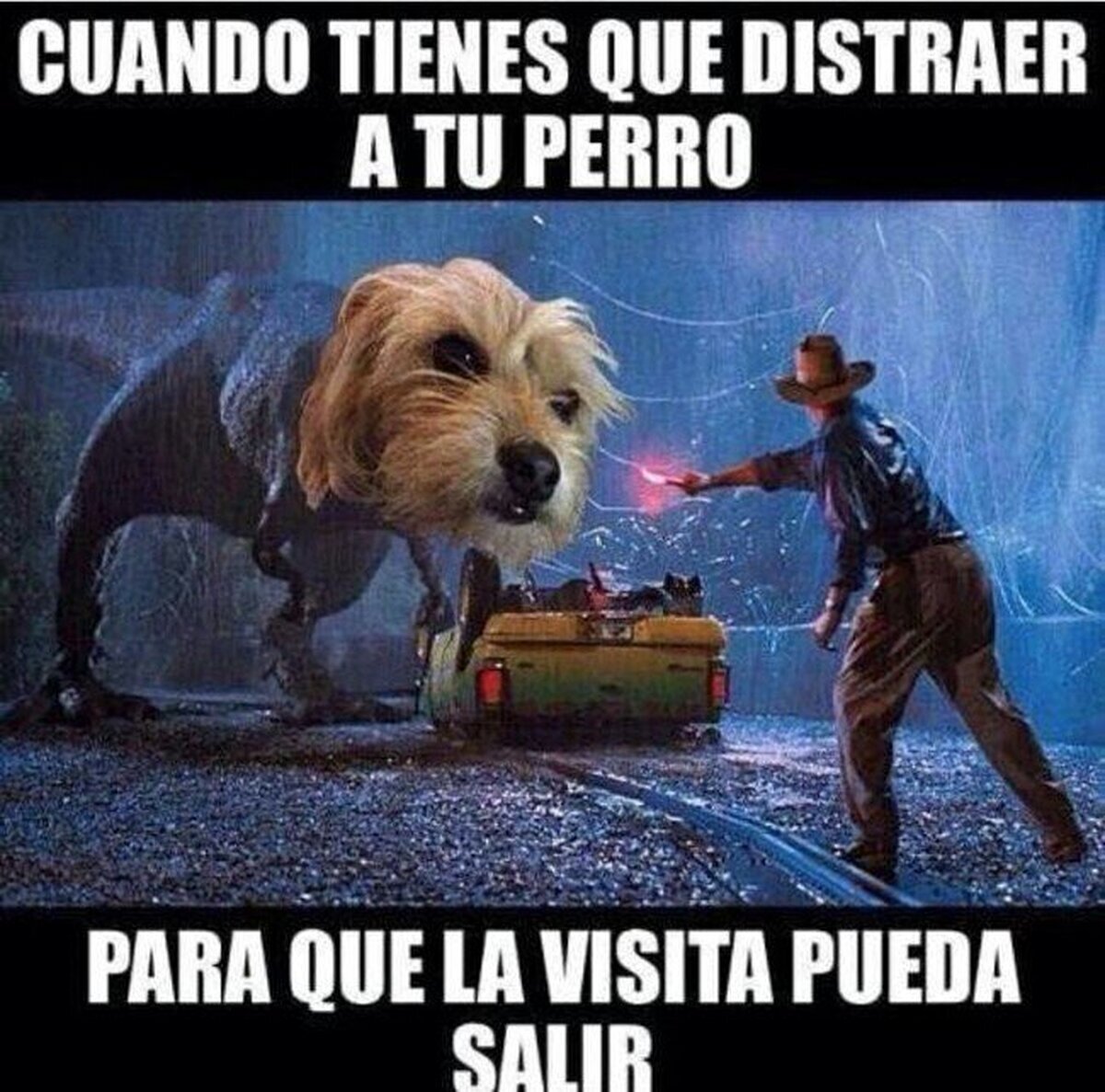 Quien tenga perro sabe que no es tarea fácil