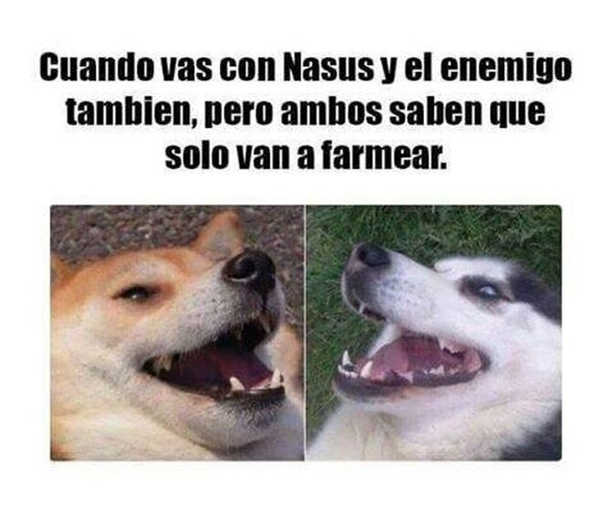 Típicos main Nasus