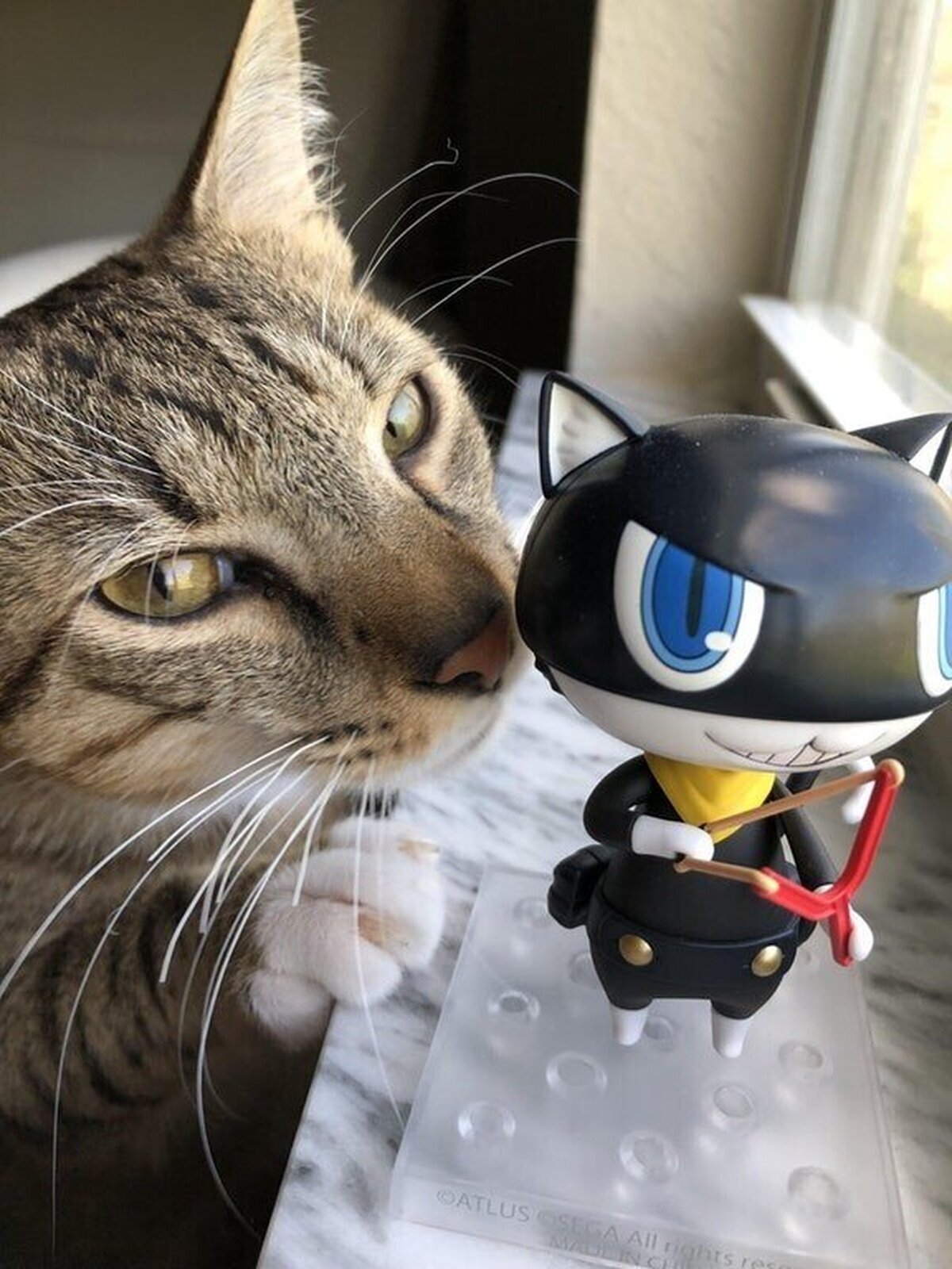 Gatos celosos de que otros gatos reciban toda la atención