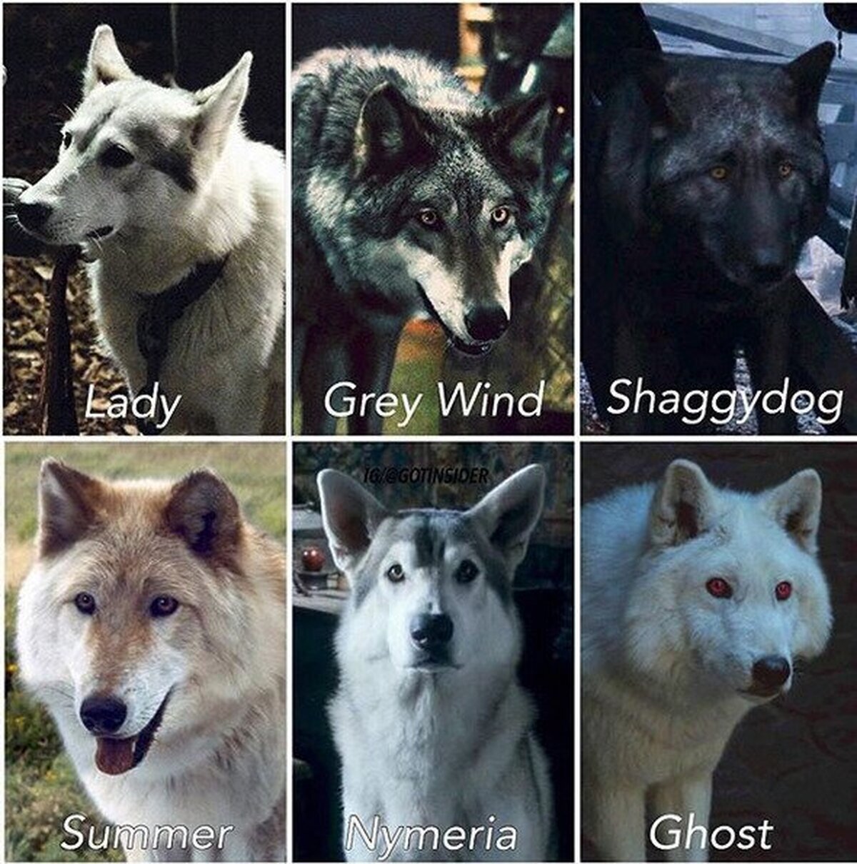 ¿Cuál es tu favorito?