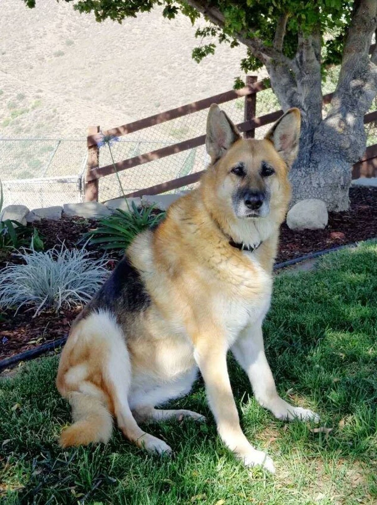 Buenas noticias: La perrita de 'Soy Leyenda' cumple 13 años y esta mejor que tú y que yo