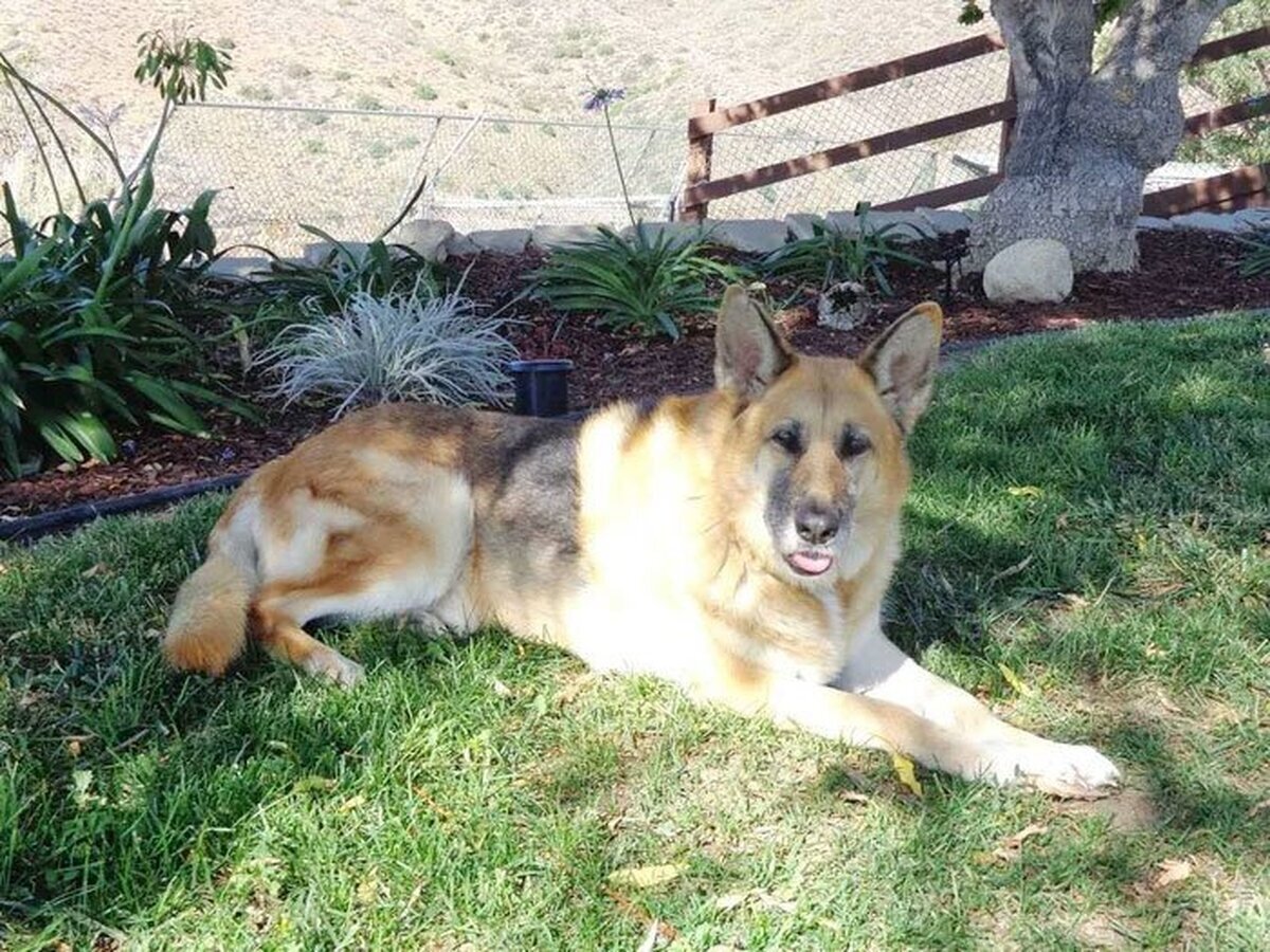 Buenas noticias: La perrita de 'Soy Leyenda' cumple 13 años y esta mejor que tú y que yo