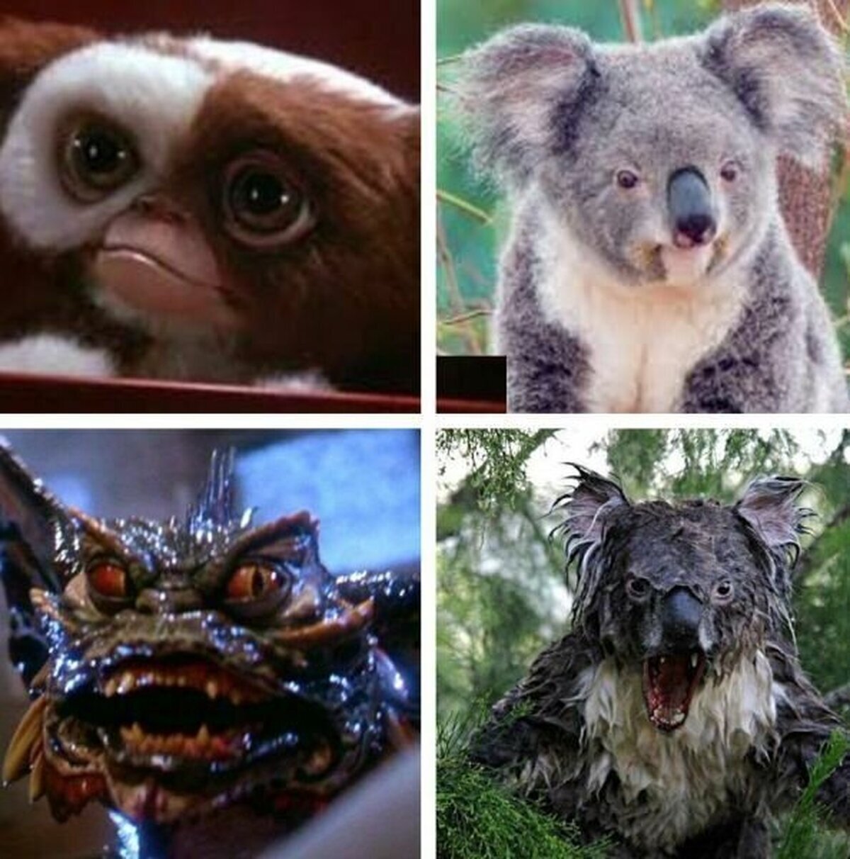 Los koalas son los Gremlins del mundo real.
