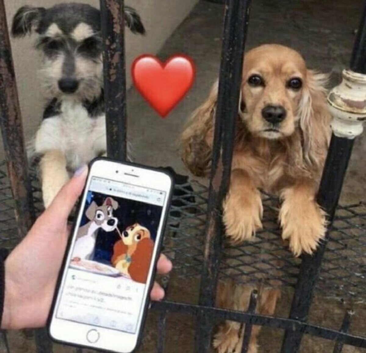 La dama y el vagabundo en la vida real