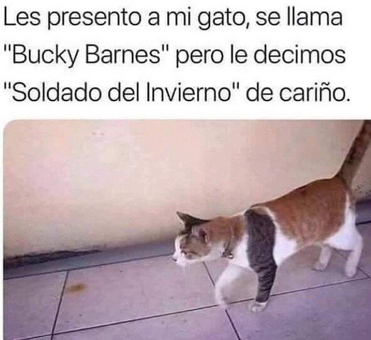 El buen cosplay gatuno
