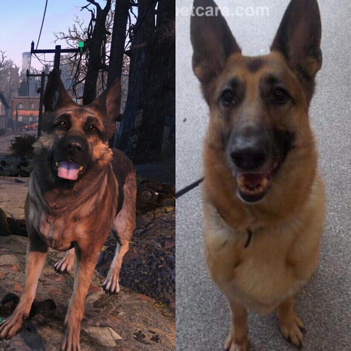 River, el perro modelo de Fallout ha fallecido. Descansa en paz