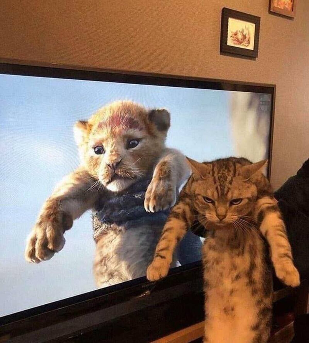 Parece que a Michi no le gusta ser Simba  