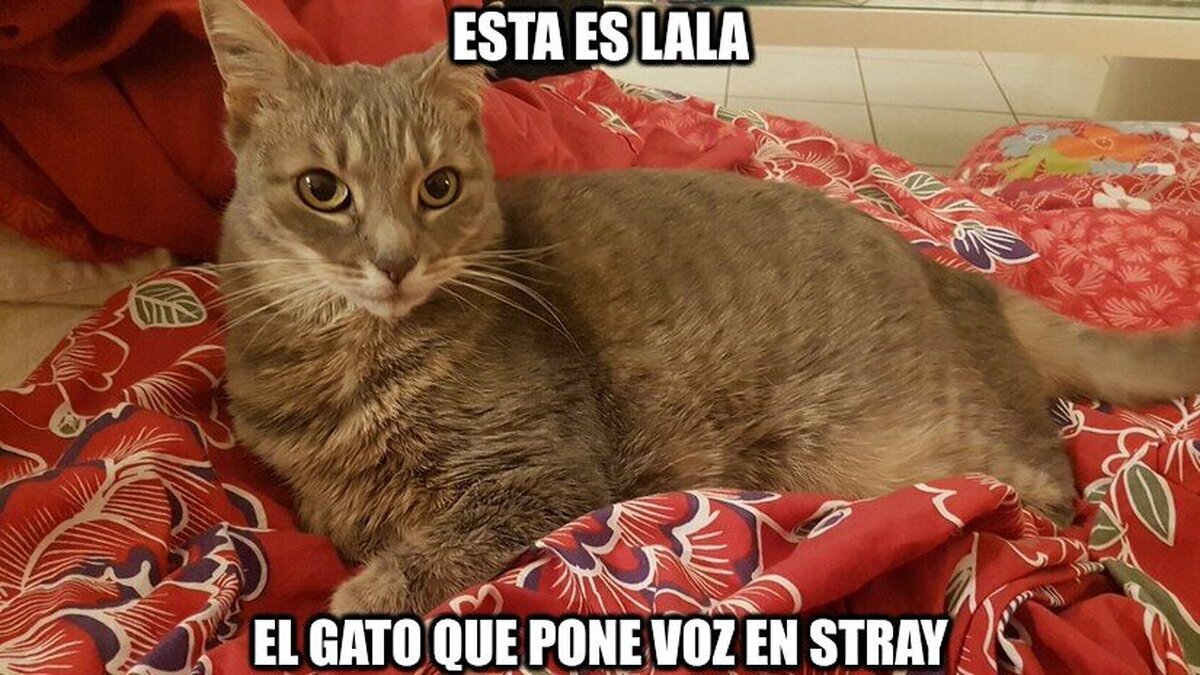 Lala, el gato detrás de Stray
