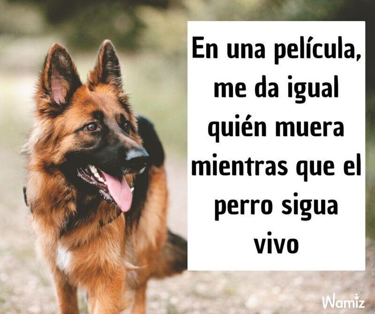 Es ley de toda peli con perros