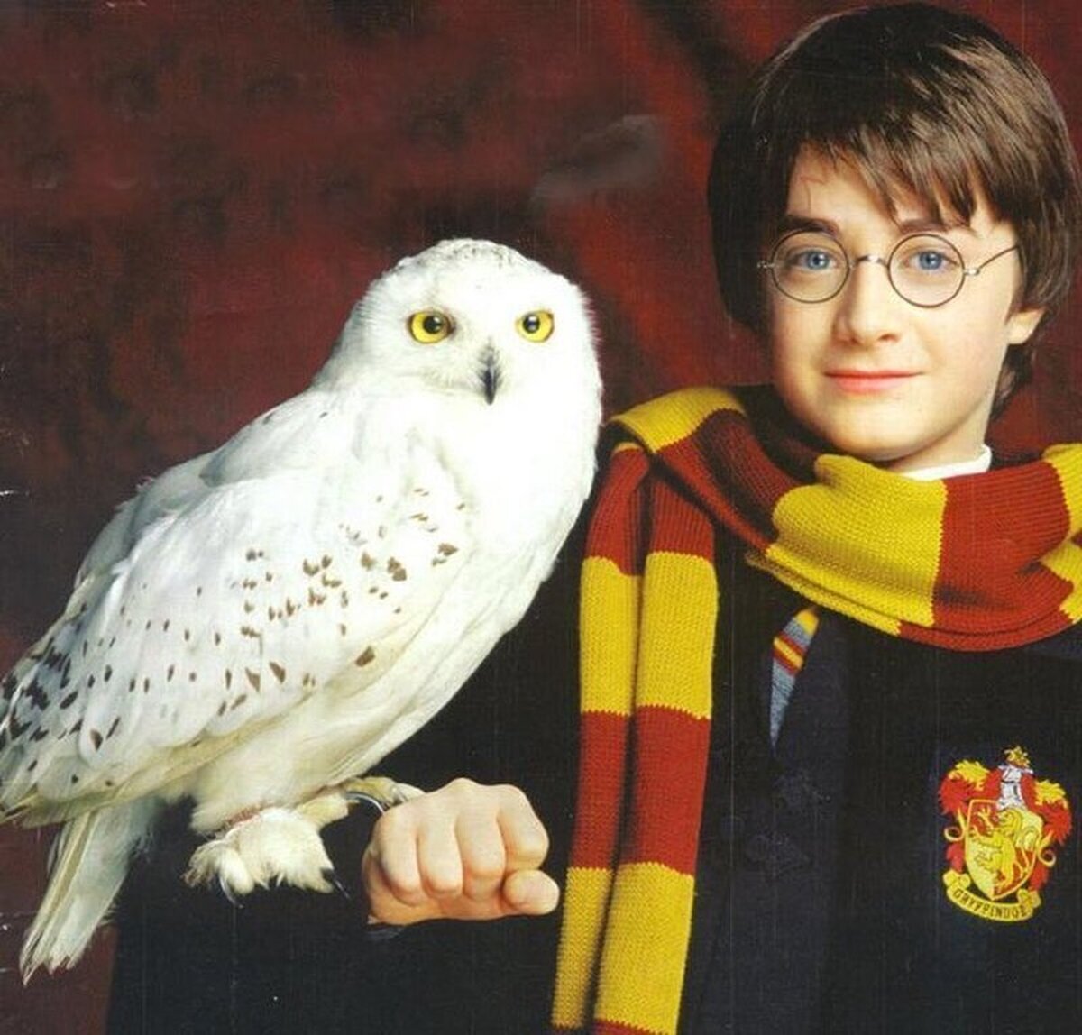 6 de septiembre de 1991: Tal día como hoy, Hedwig le entrega su primera carta a Harry. Es de Hagrid, invitándole a visitarle en su cabaña.