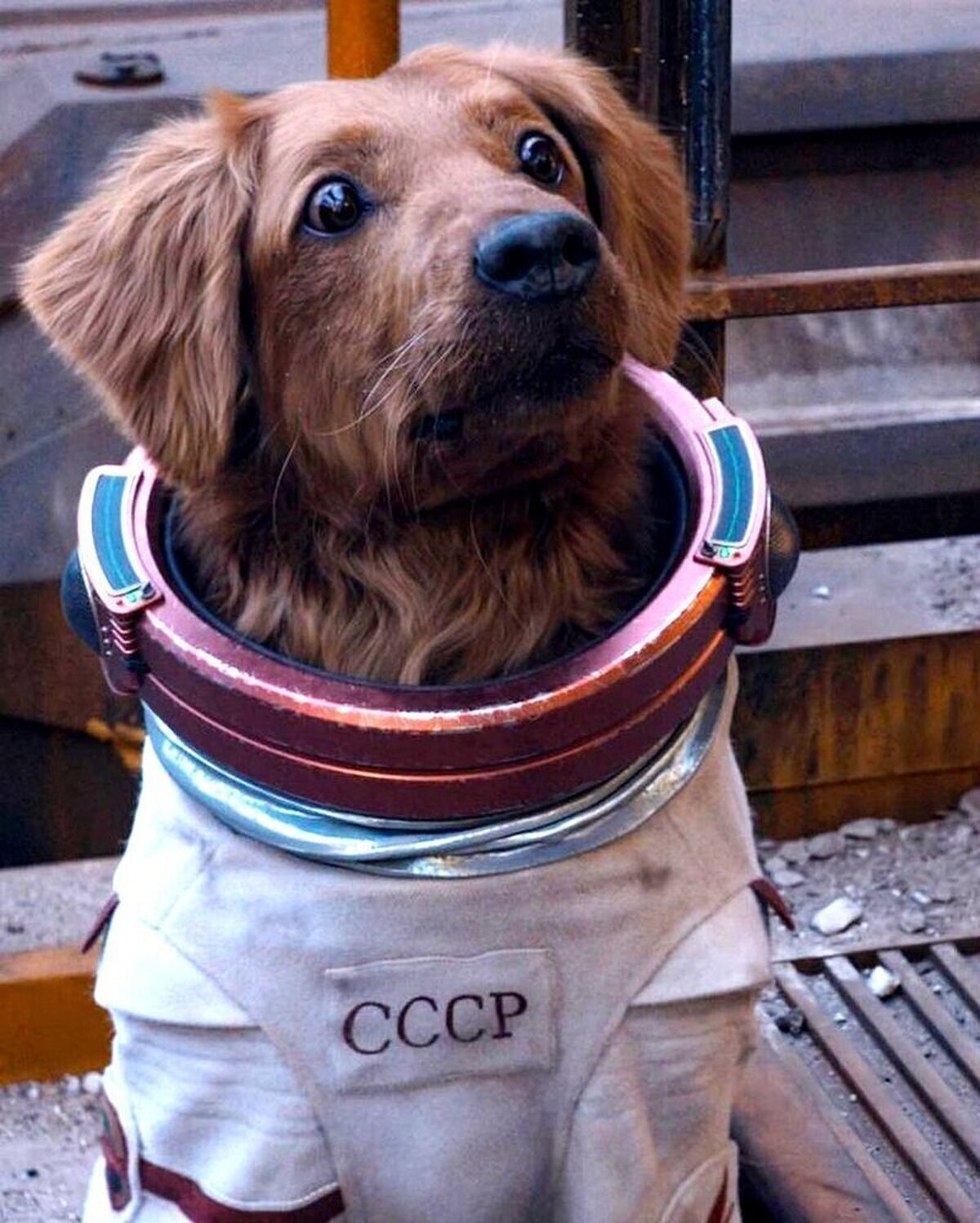 Nueva imagen de COSMO, que veremos el #GuardiansOfTheGalaxyVol3 el próximo 5 de mayo.  