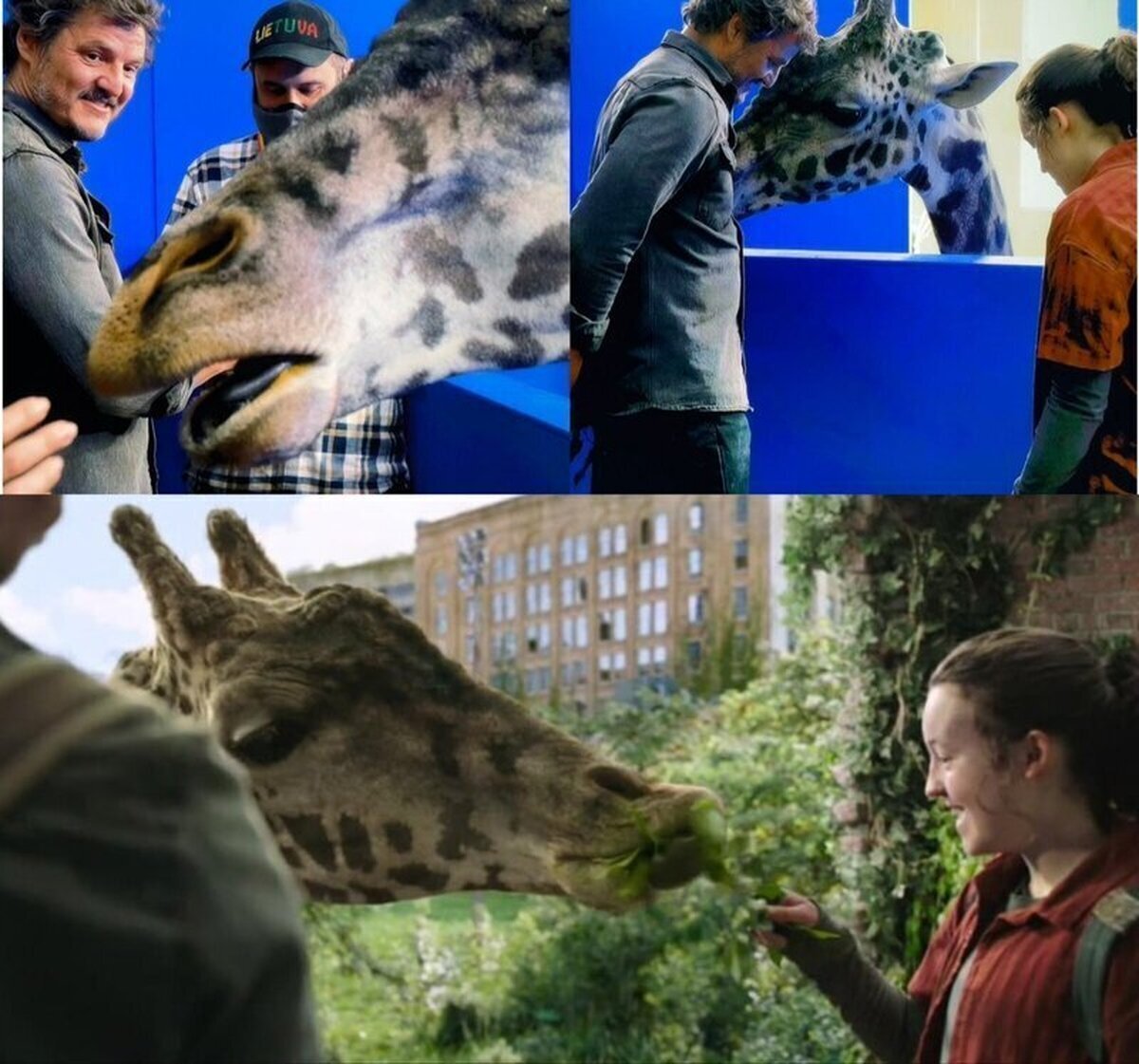 COMPLETAMENTE REAL Una jirafa verdadera fue utilizada para las filmaciones de la ICÓNICA escena del final de The Last Of Us
