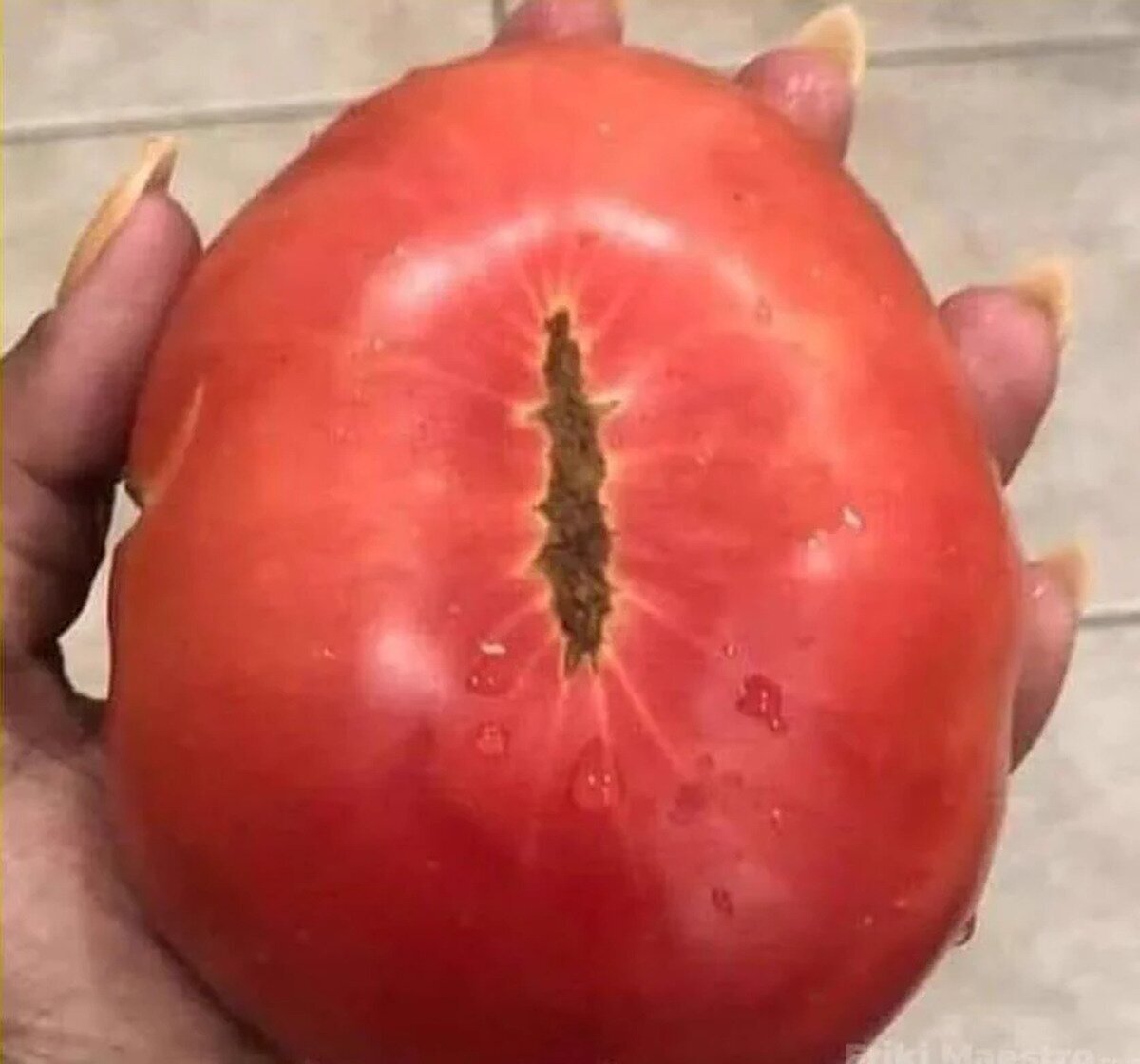 Tomate cultivado en el jardín de Sauron