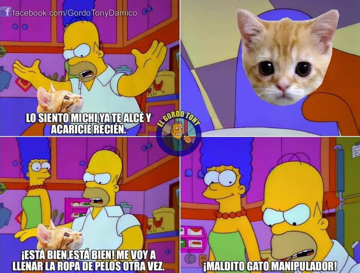 Los gatos saben bien lo que hacen