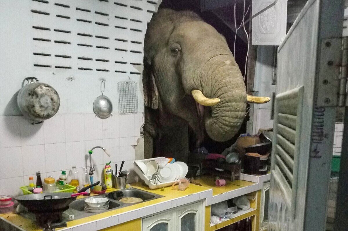 Yo: *estoy tranquilamente en mi casa del Animal Crossing*mi vecino entrando a mi casa sin avisar
