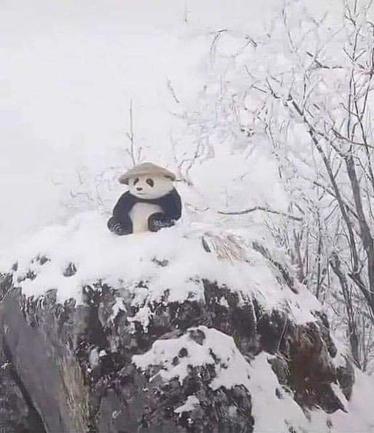 Han visto a Kung fu panda en la vida real