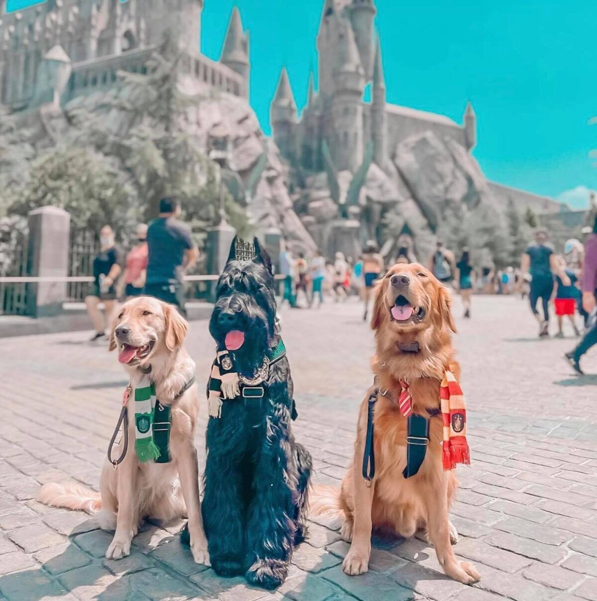 Los más potterheads