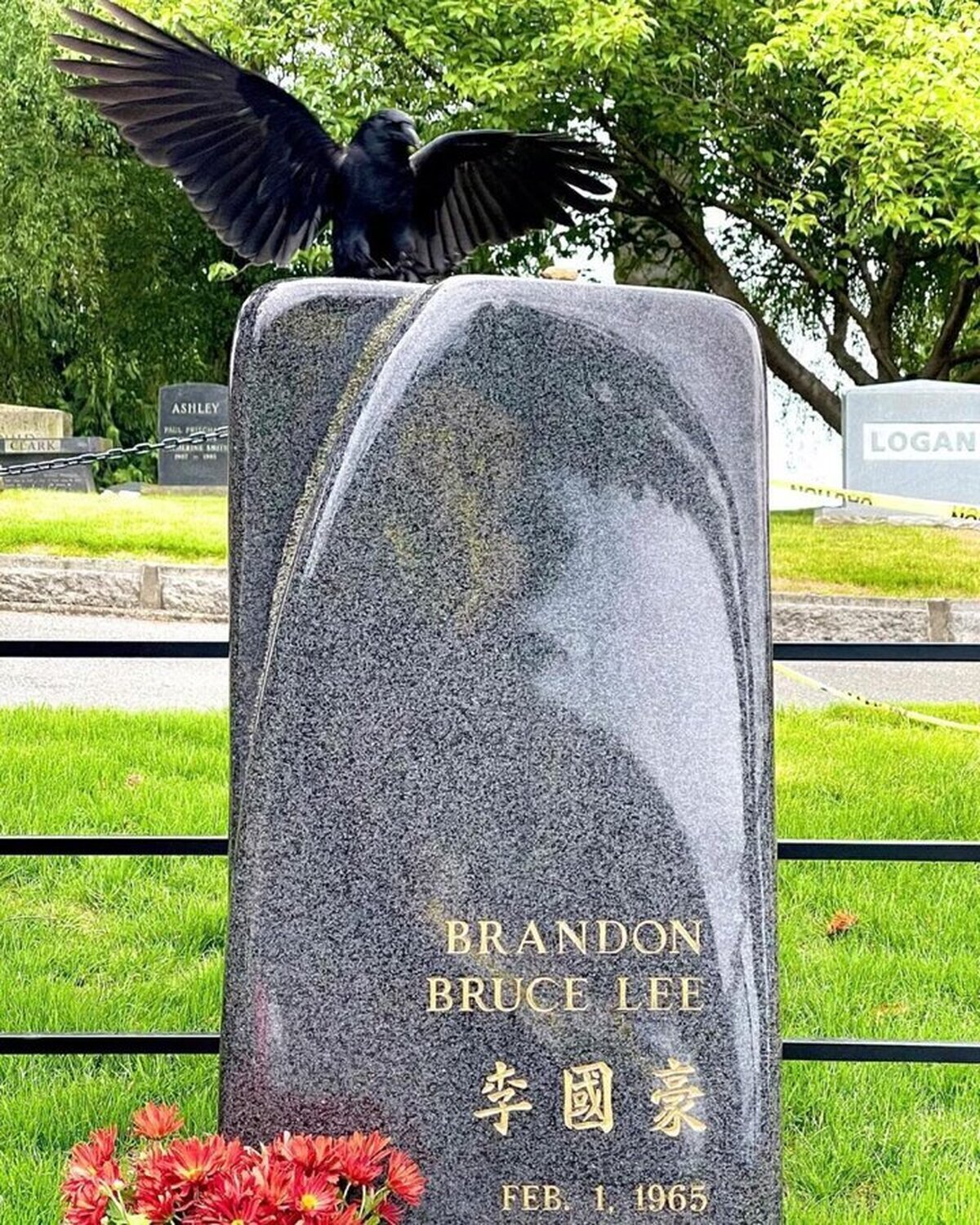 Un cuervo se posa sobre la tumba de Brandon Lee.La foto PERFECTA existe