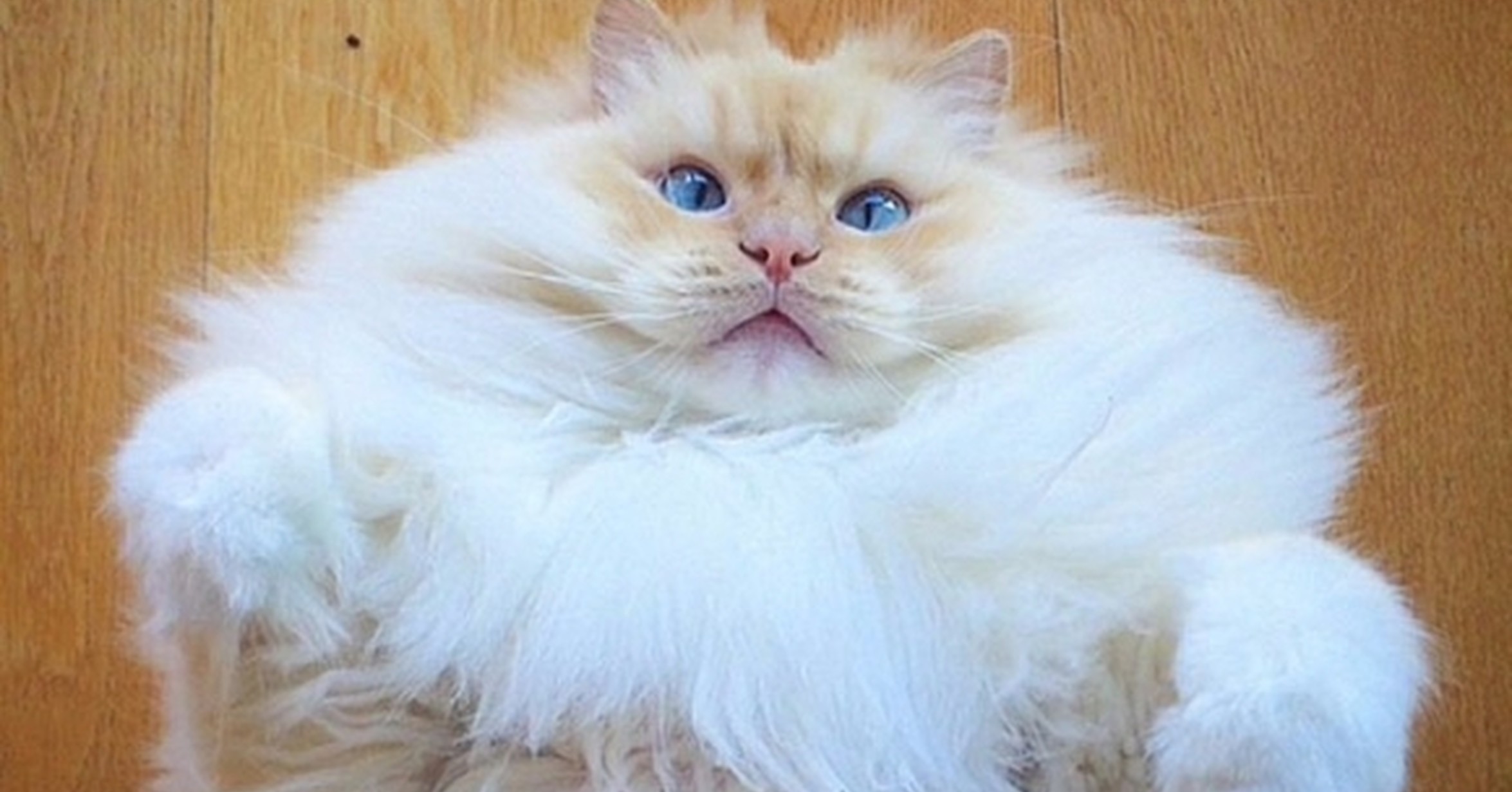 Да она пушистая. Да она пушистая. Зато я белый и пушистый. Котики с надписями. Персидская длинношерстная шиншилла.