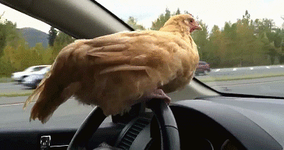 ===Un dia que pasará a la historia=== - Página 4 GIF_403755_4422e4a15fb44a838397a79f278d27b0_gallina_haciendo_las_practicas_del_carnet_de_conducir